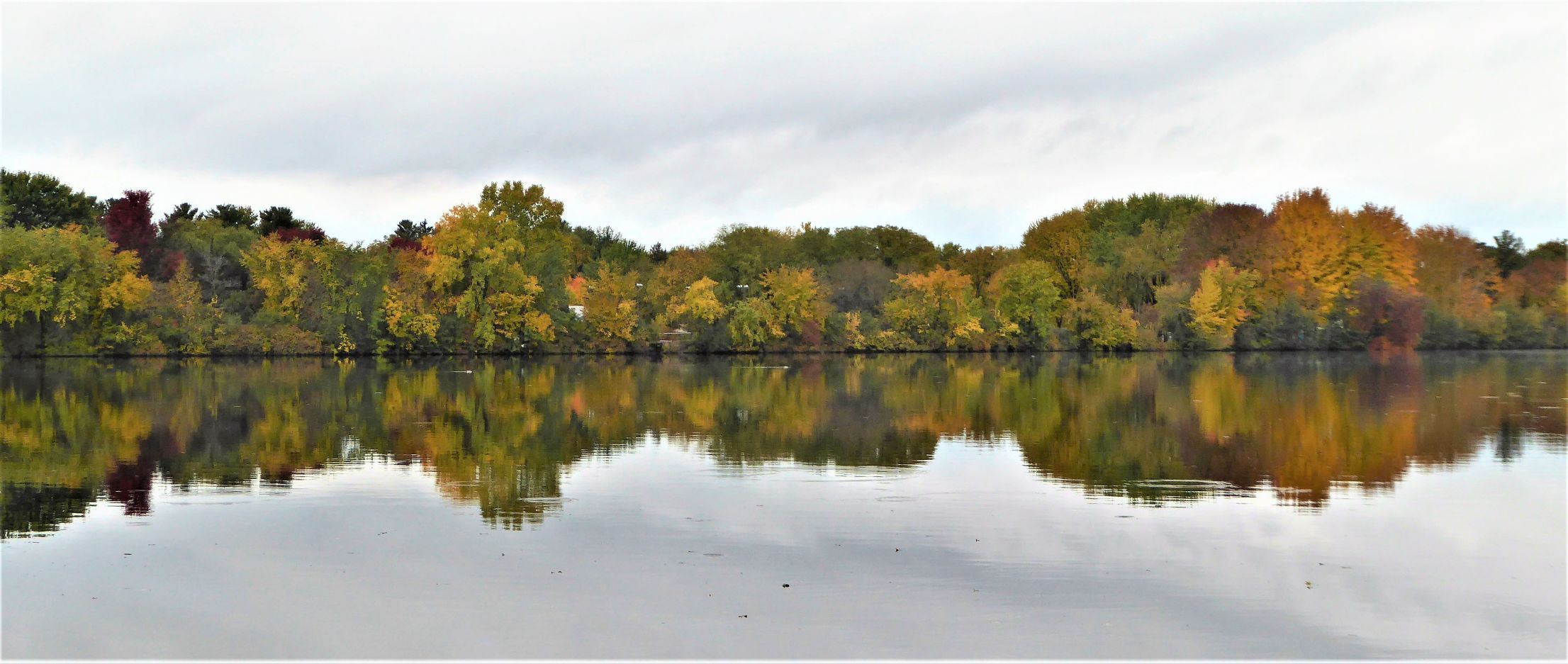 Wisconsin River trees